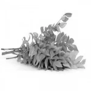 கறிவேப்பிலை(Curry Leaves)