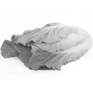 Chinese cabbage