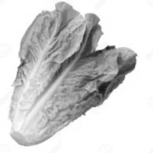 Lettuce romain