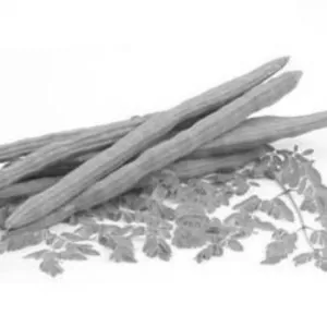 முருங்கைக்காய்(Drumstick)