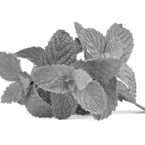 Mint leaves/ പുതിന