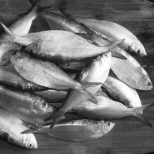 சாளை மீன் / Sardine Fish(Medium)