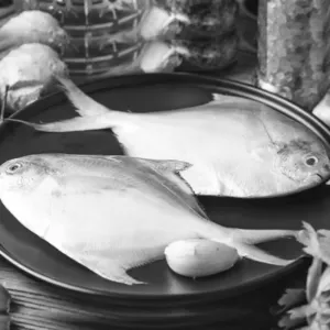 வெள்ளை வாவல் / White Pomfret