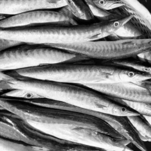 பால் ஊளி மீன் / Paal Ooli Fish(Medium)