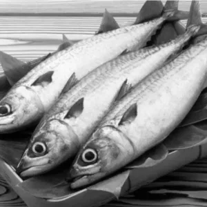 சீலா மீன் / Sheela Fish(Medium)