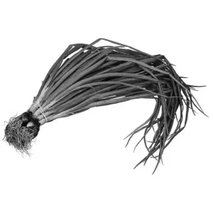 Spring onion