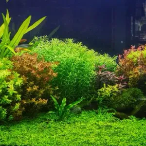 Live plants for fish tank
