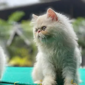 Persian cat