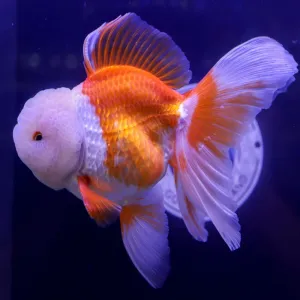 Oranda gold fish