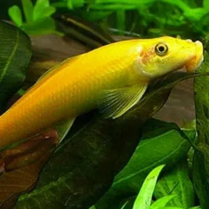 Golden algea eater fish 