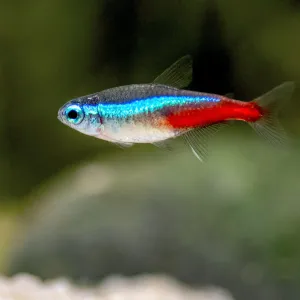 Neon tetra