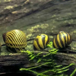 Zebra snail