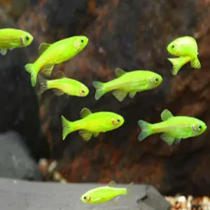 Green zebra fish 