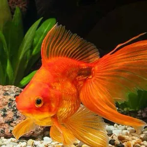 Gold fish