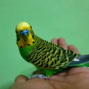 Love birds