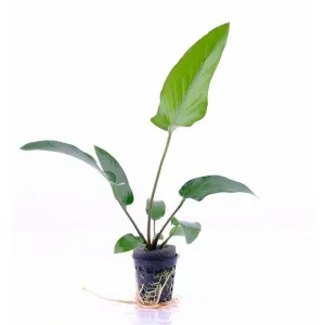 Anubias gracious pot big size