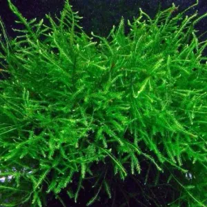 Java moss -1 bunch