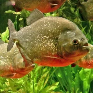 Piranha