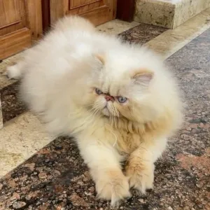 Himalayan cat