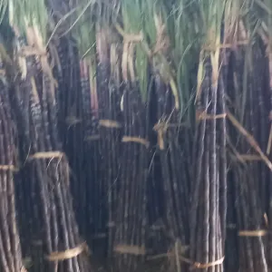 Sugarcane 