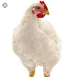 1 kg Fresh Chicken