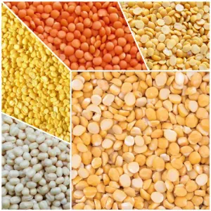 PULSES (दाल)