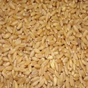 lokwan Wheat गहू लोकवन