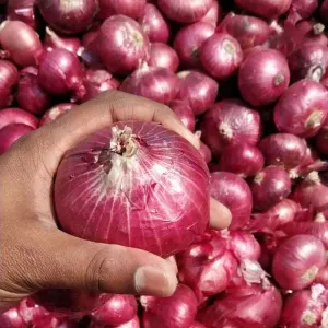 Onion