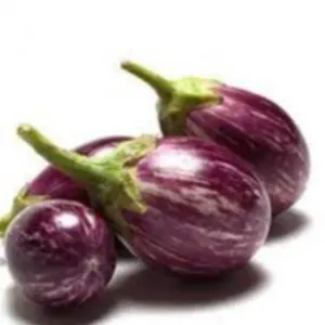 BRINJAL/ बैंगन / રીંગણ