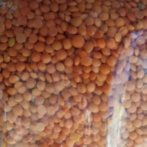 Masoor dal