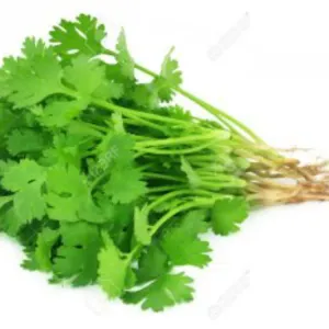 coriander