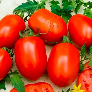 Hybrid Tomato 