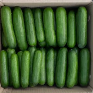 Kheera ( Chinese Cucumber)