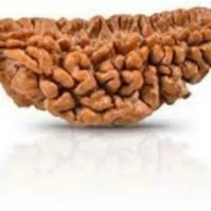 1 Mukhi
