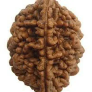 2 Mukhi