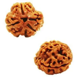 3 Mukhi