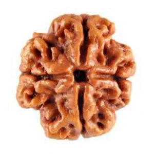 4 Mukhi