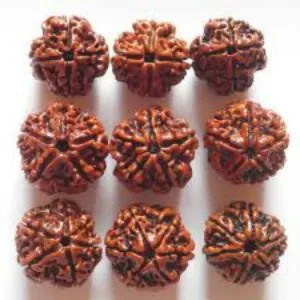 5 Mukhi