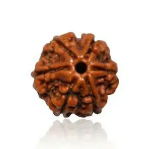 Rudraksh 6-10 mukhi