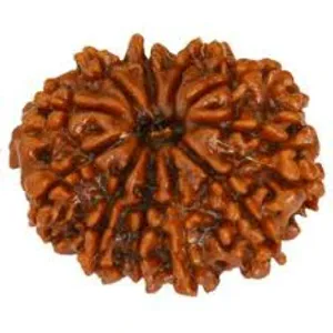 11 & 12 Mukhi Rudraksha