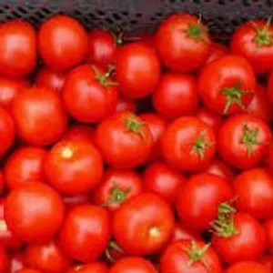 Tomato