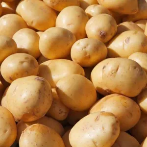 Old Potato Regular (50Kg) ₹10.00/Kg