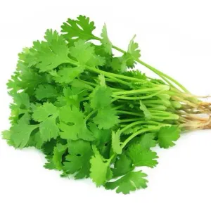 Corainder leaf