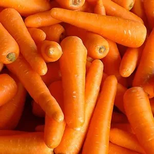 Carrot