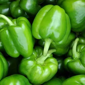 Capsicum
