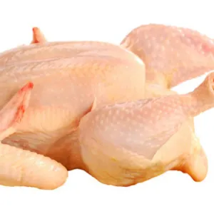 BROILER CHIKEN 