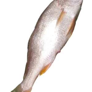 VOLA VETKI