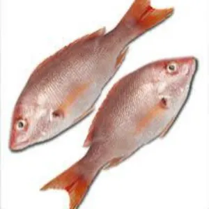 VOLA FISH