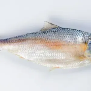 ILISH 