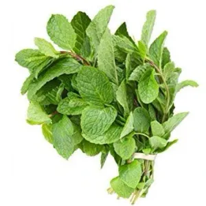 Pudina